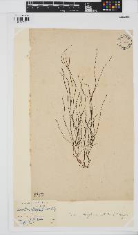 Chordaria flagelliformis image