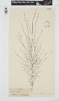 Chordaria flagelliformis image