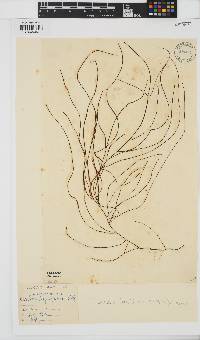 Chordaria flagelliformis image