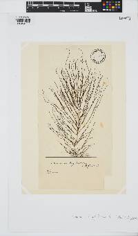 Chordaria flagelliformis image