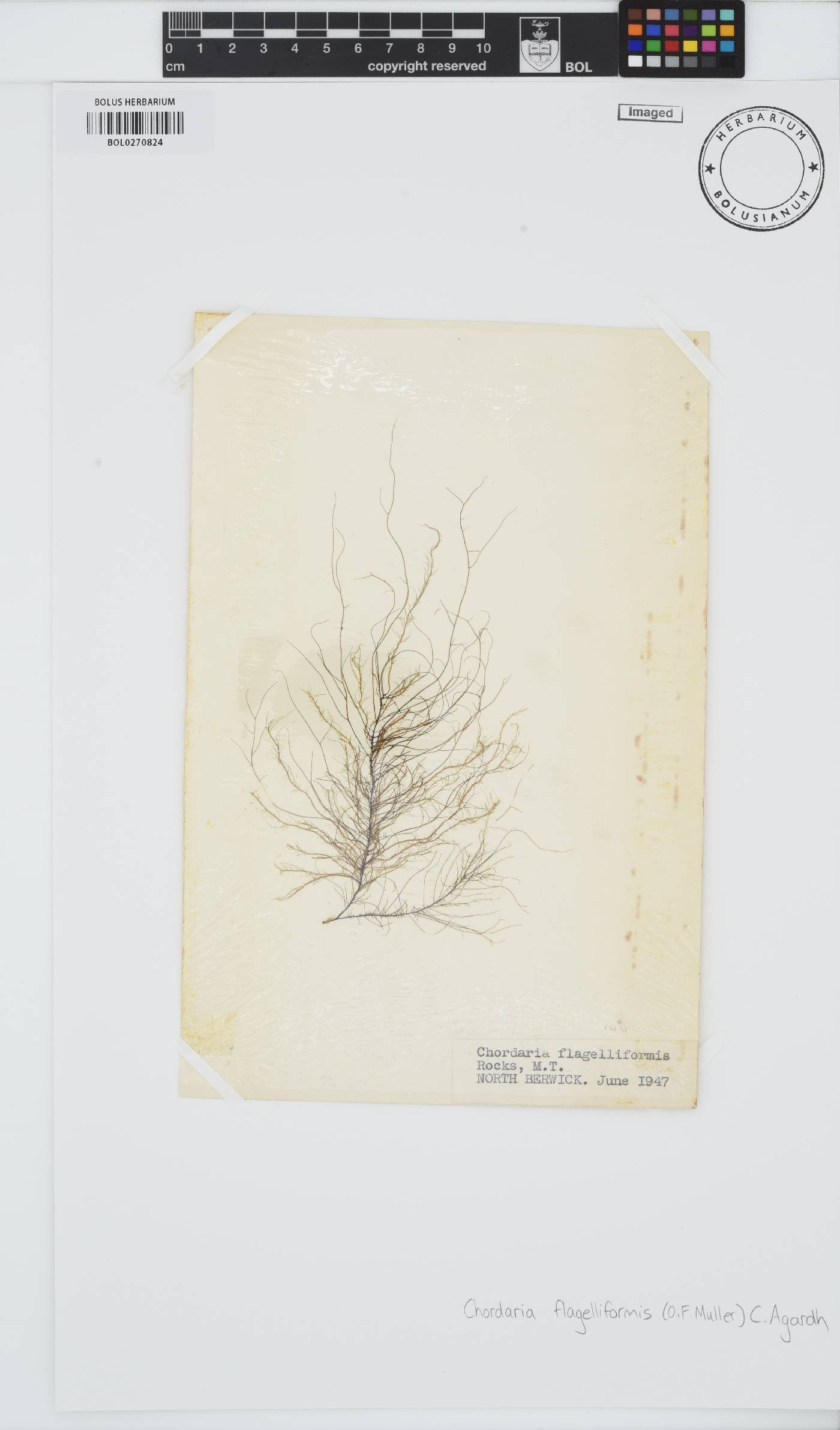Chordaria flagelliformis image