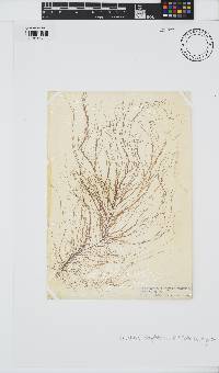 Chordaria flagelliformis image