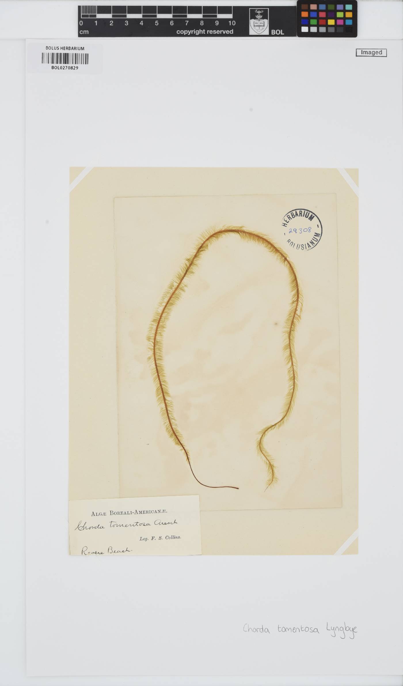 Halosiphon tomentosus image
