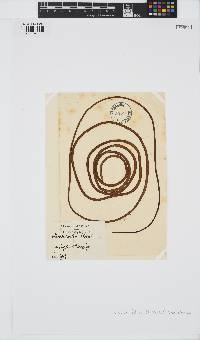 Chorda filum image