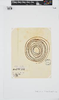 Chorda filum image