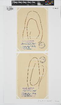 Chorda filum image