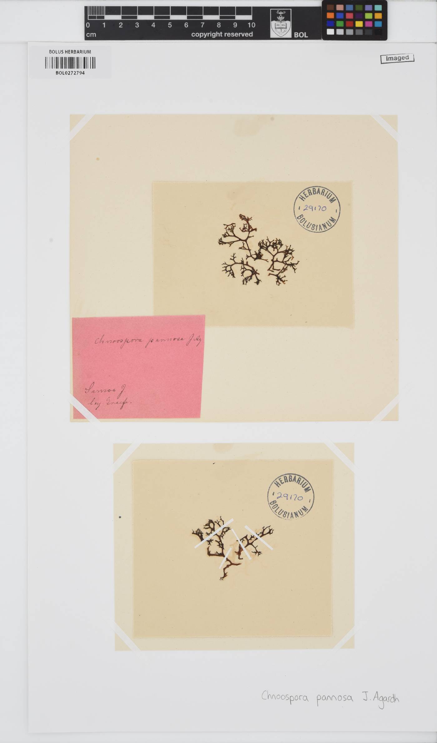 Pseudochnoospora implexa image