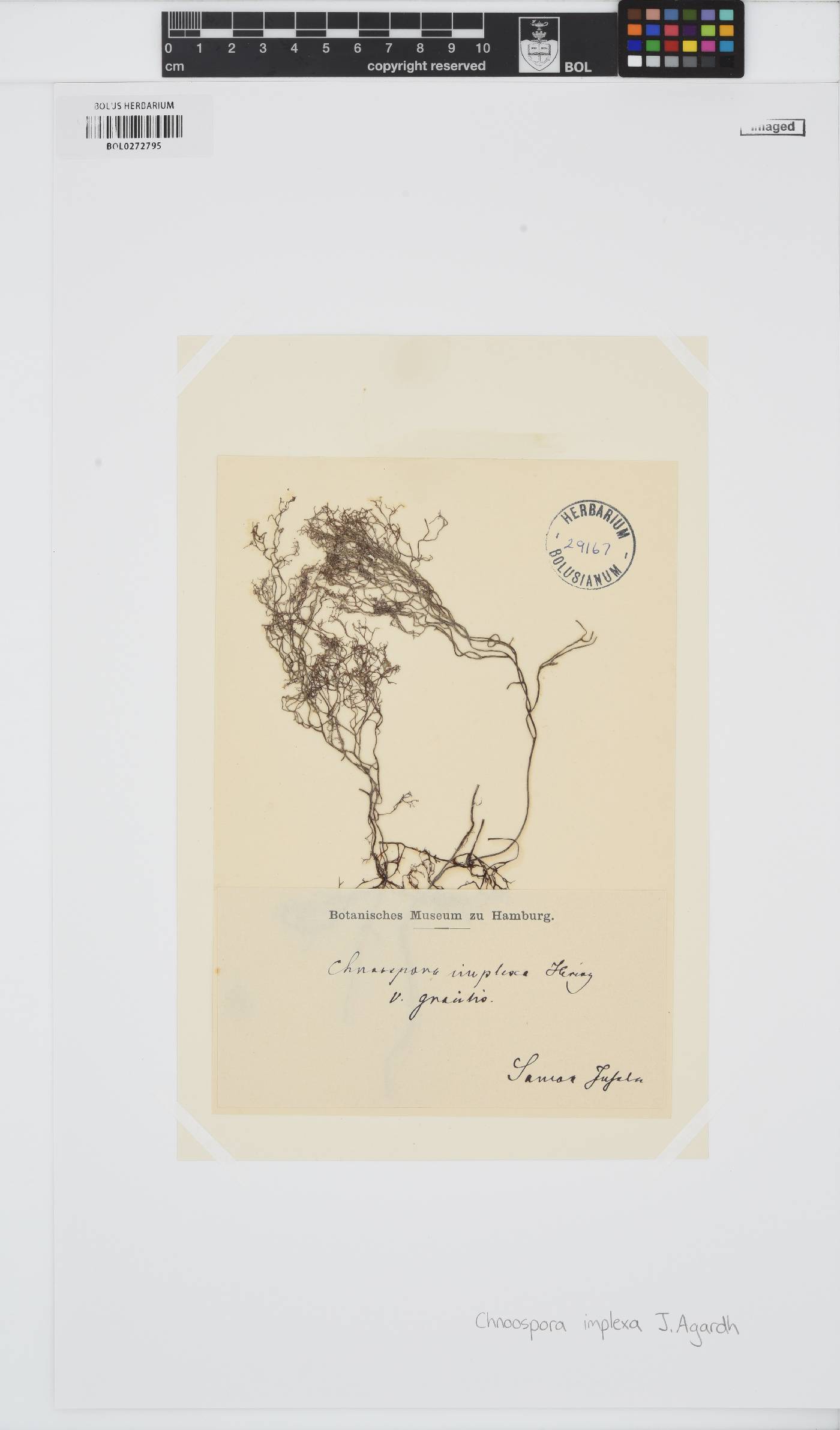 Pseudochnoospora image