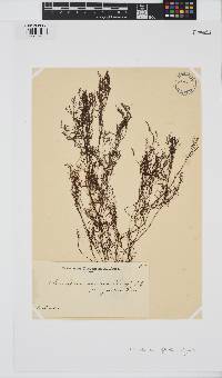 Pseudochnoospora implexa image