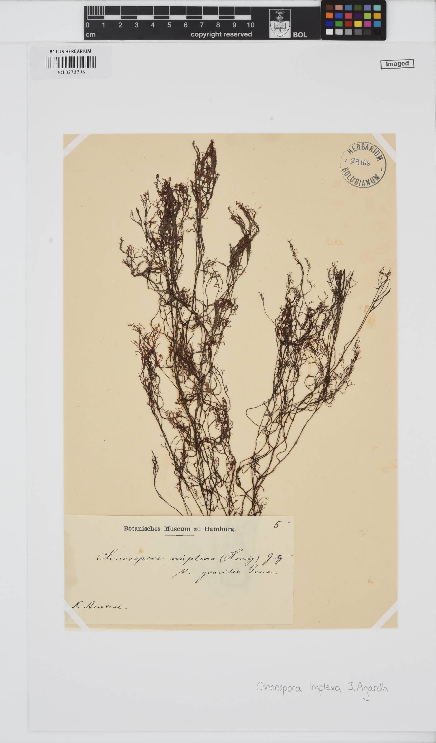 Pseudochnoospora implexa image