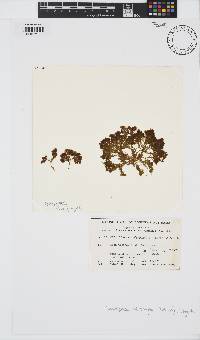 Image of Chlanidophora microphylla