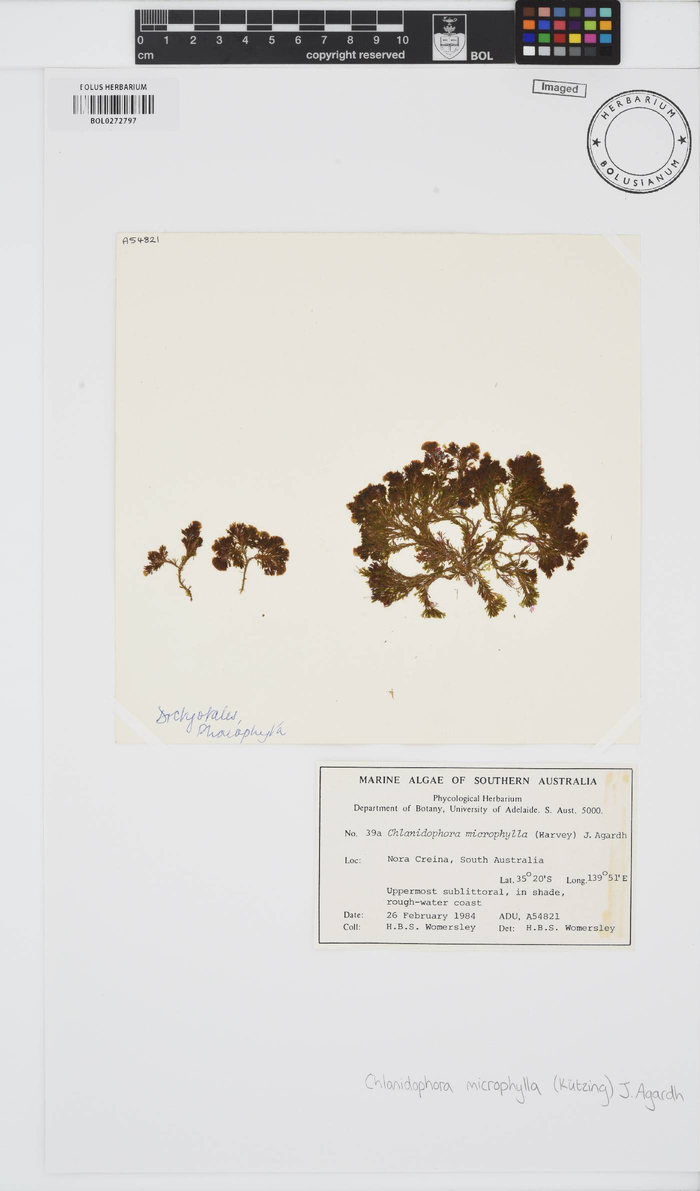 Chlanidophora microphylla image