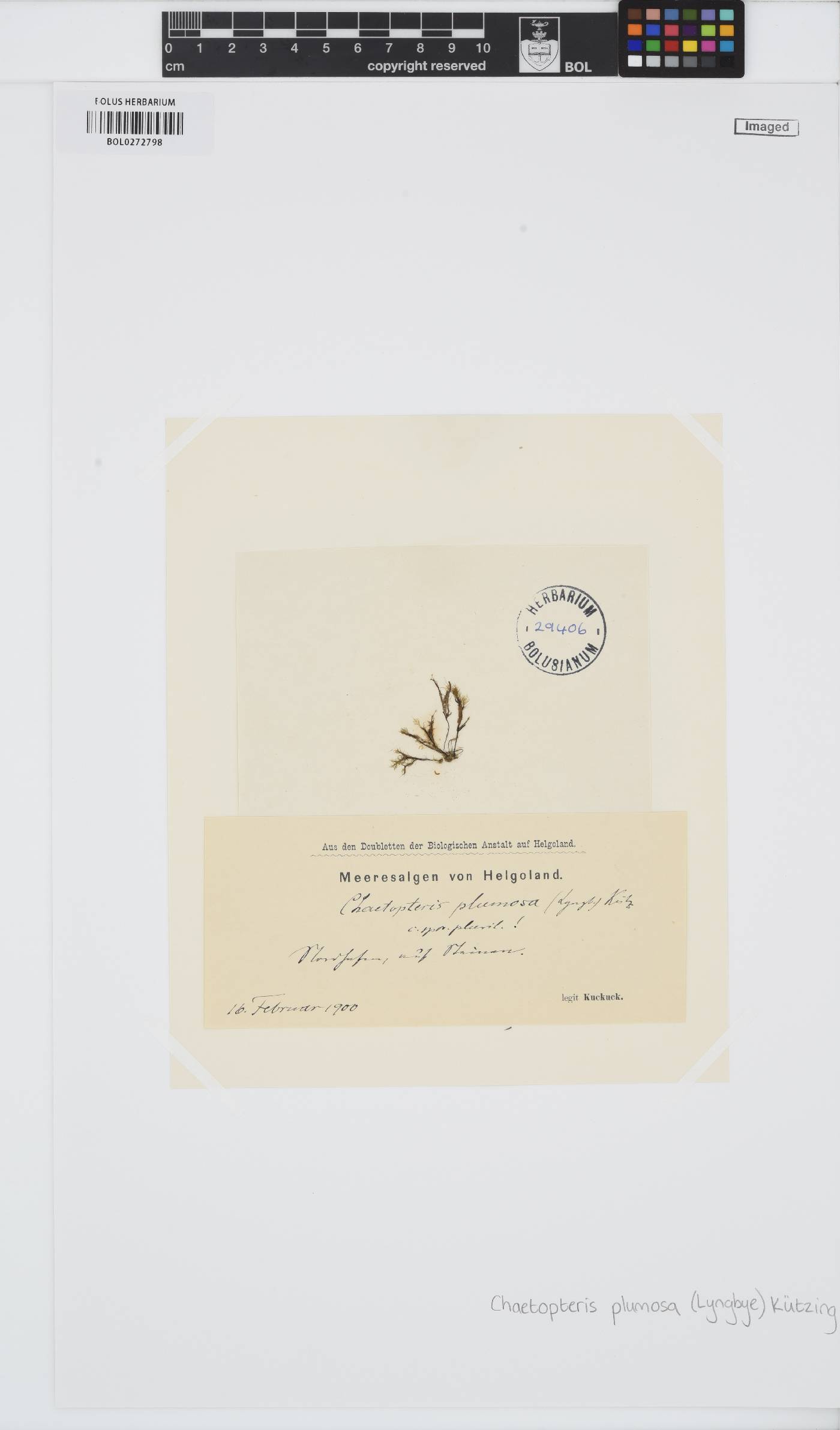 Chaetopteris image