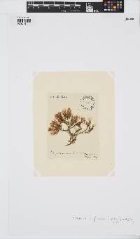 Chaetopteris plumosa image