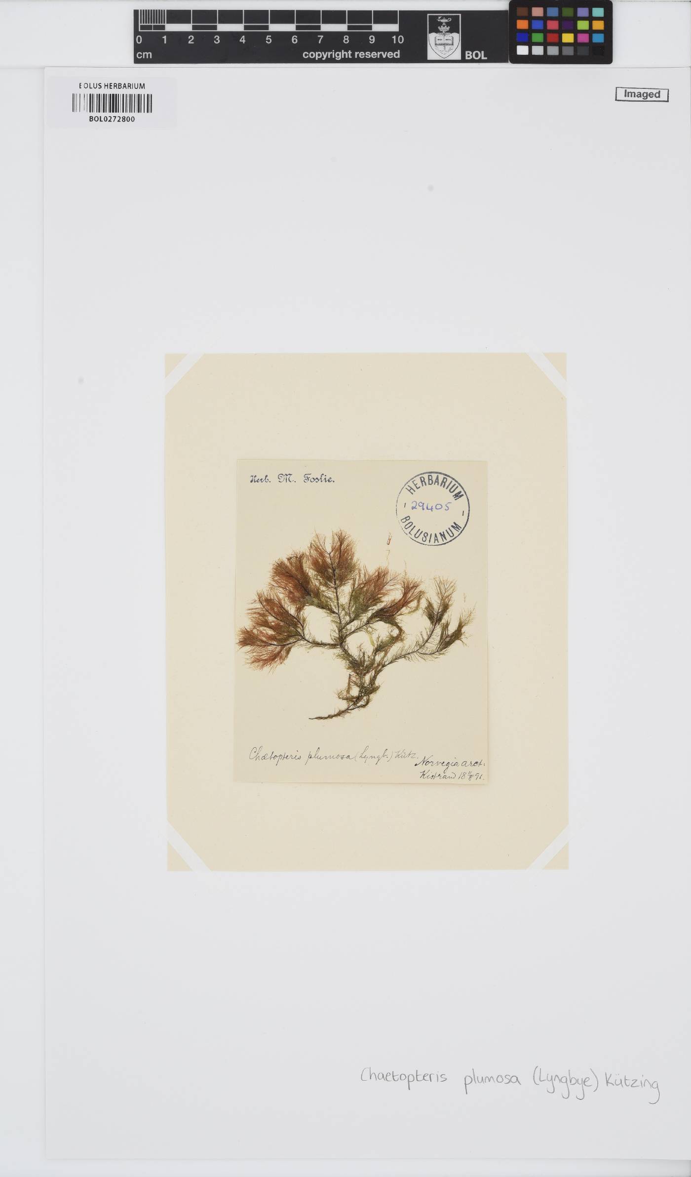 Chaetopteris plumosa image