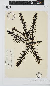 Carpophyllum maschalocarpum image