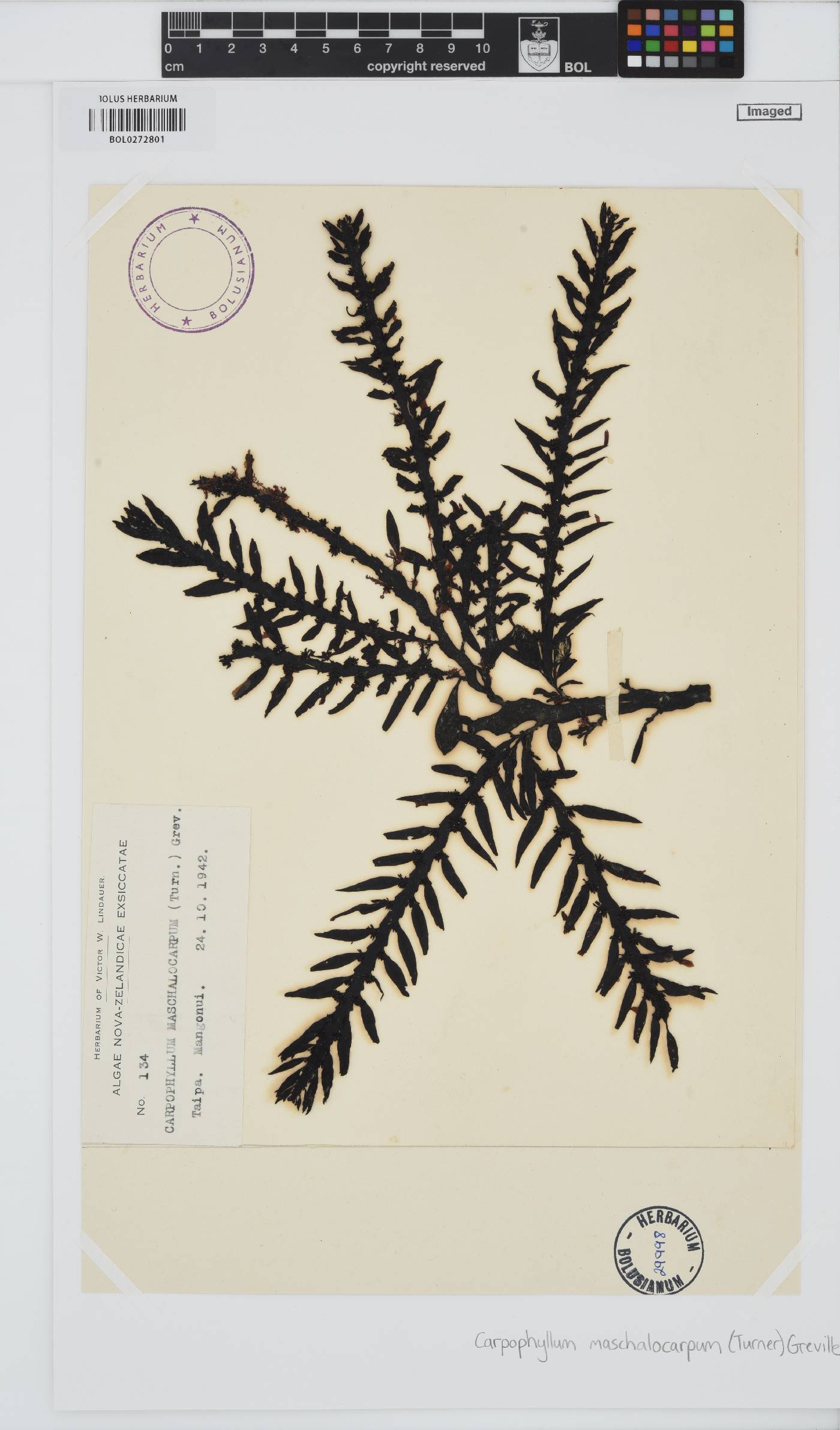 Carpophyllum maschalocarpum image