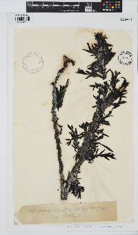 Carpophyllum maschalocarpum image