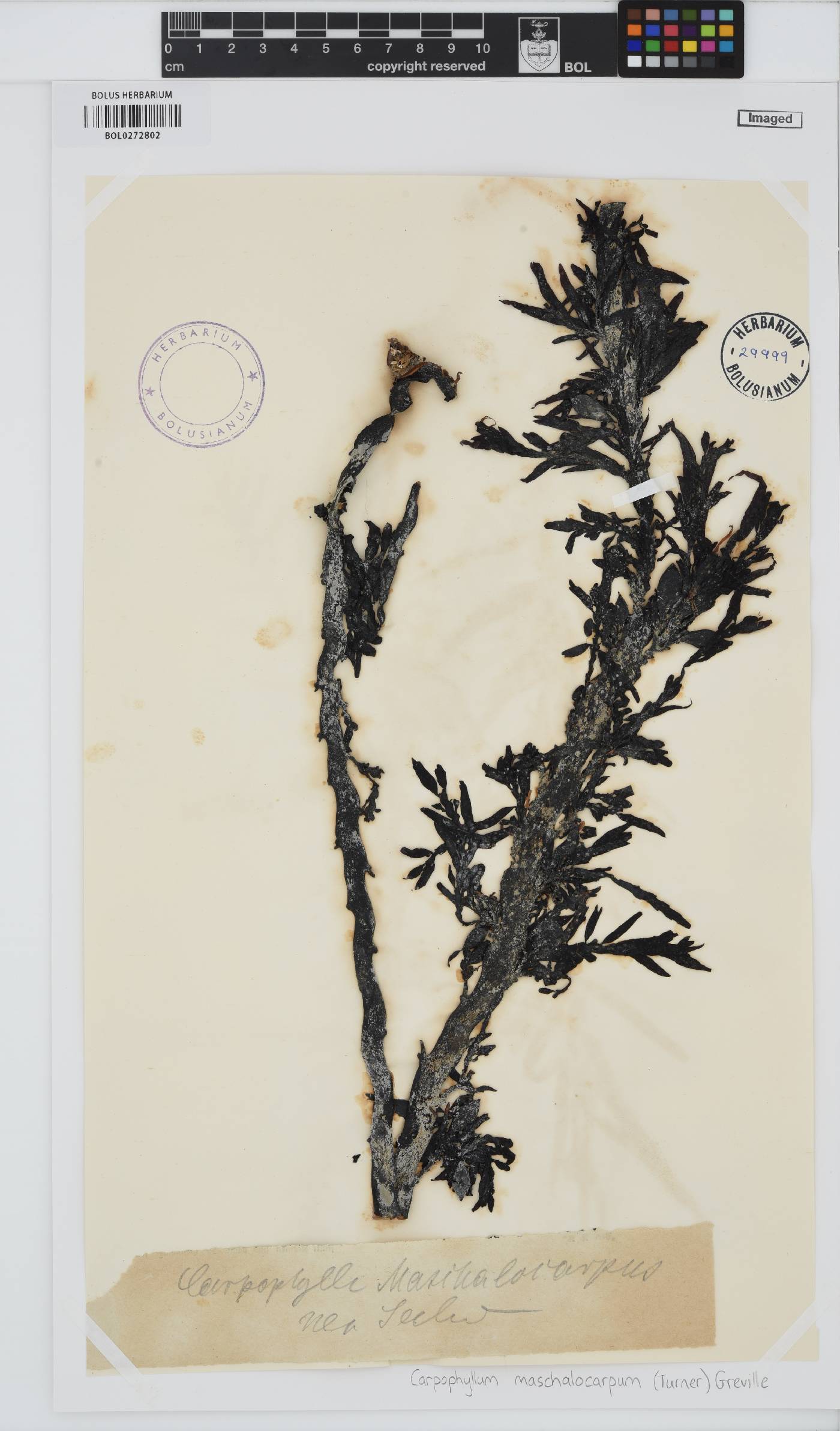 Carpophyllum maschalocarpum image