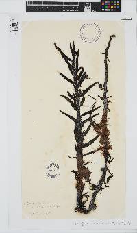 Carpophyllum maschalocarpum image