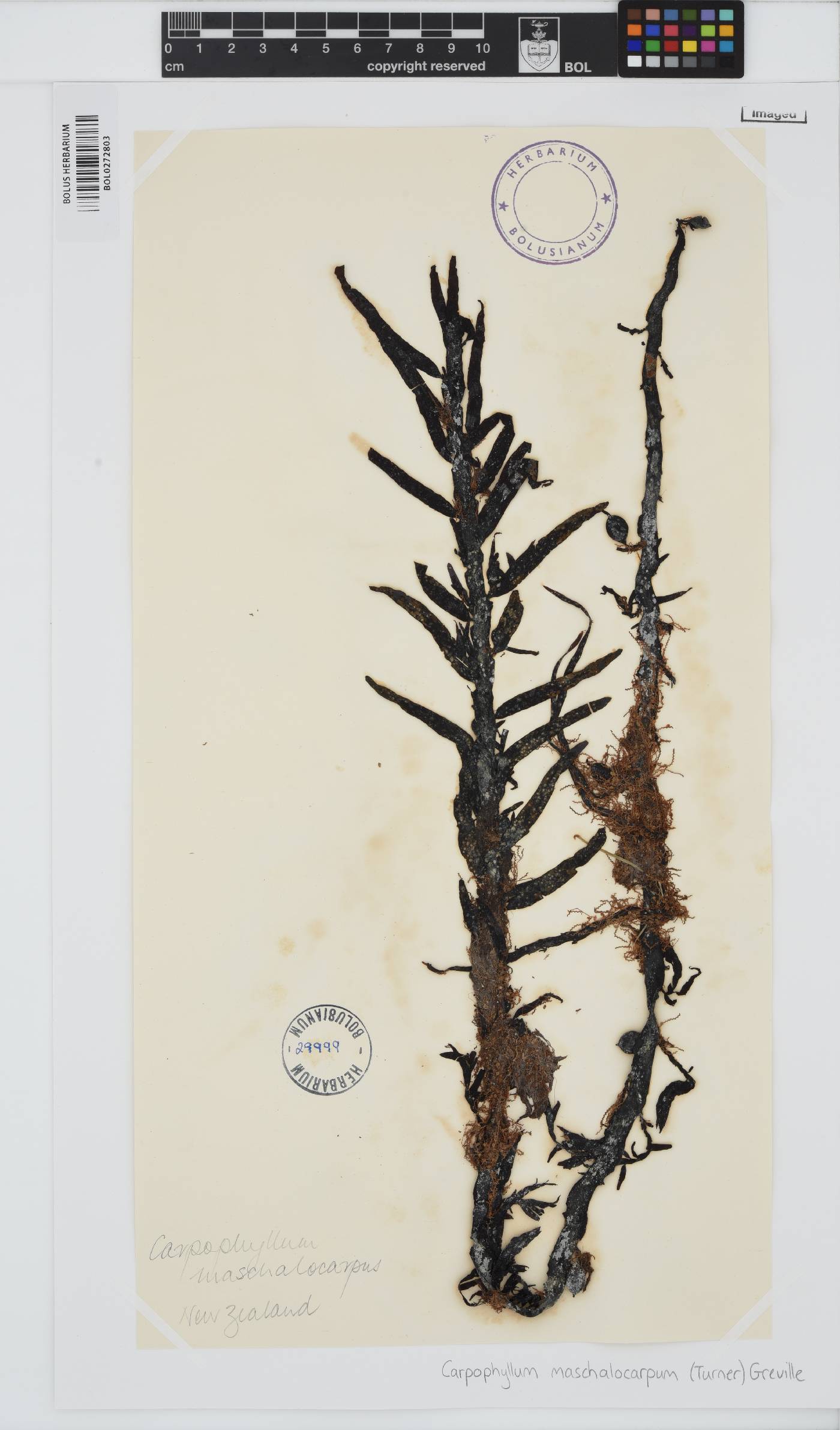 Carpophyllum maschalocarpum image