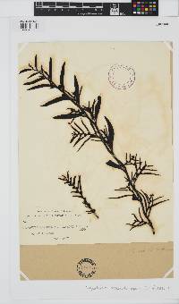 Carpophyllum maschalocarpum image