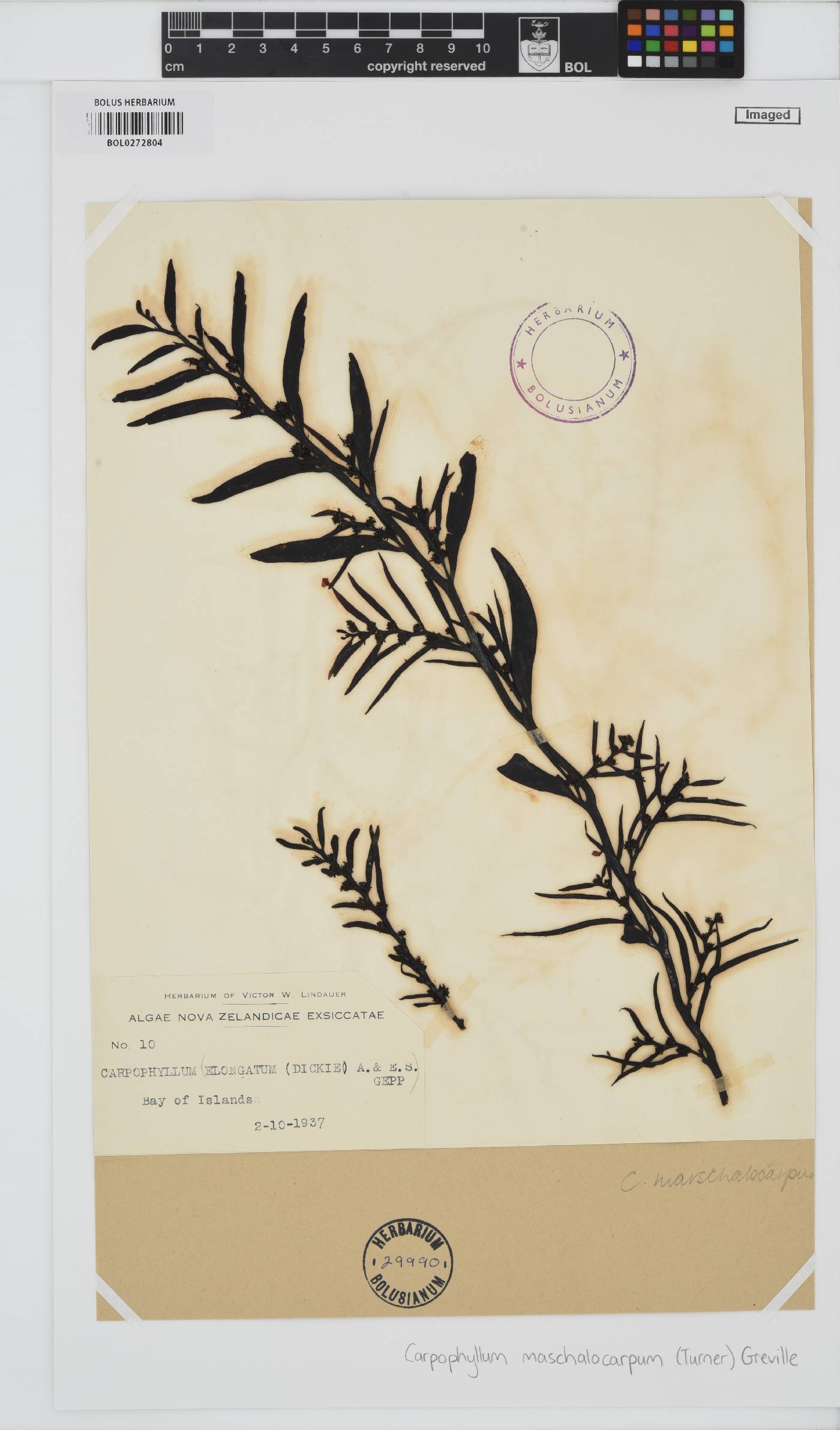 Carpophyllum image