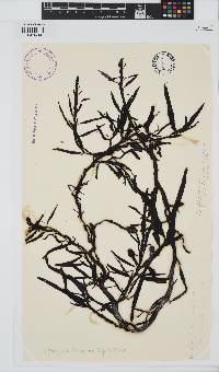 Carpophyllum flexuosum image