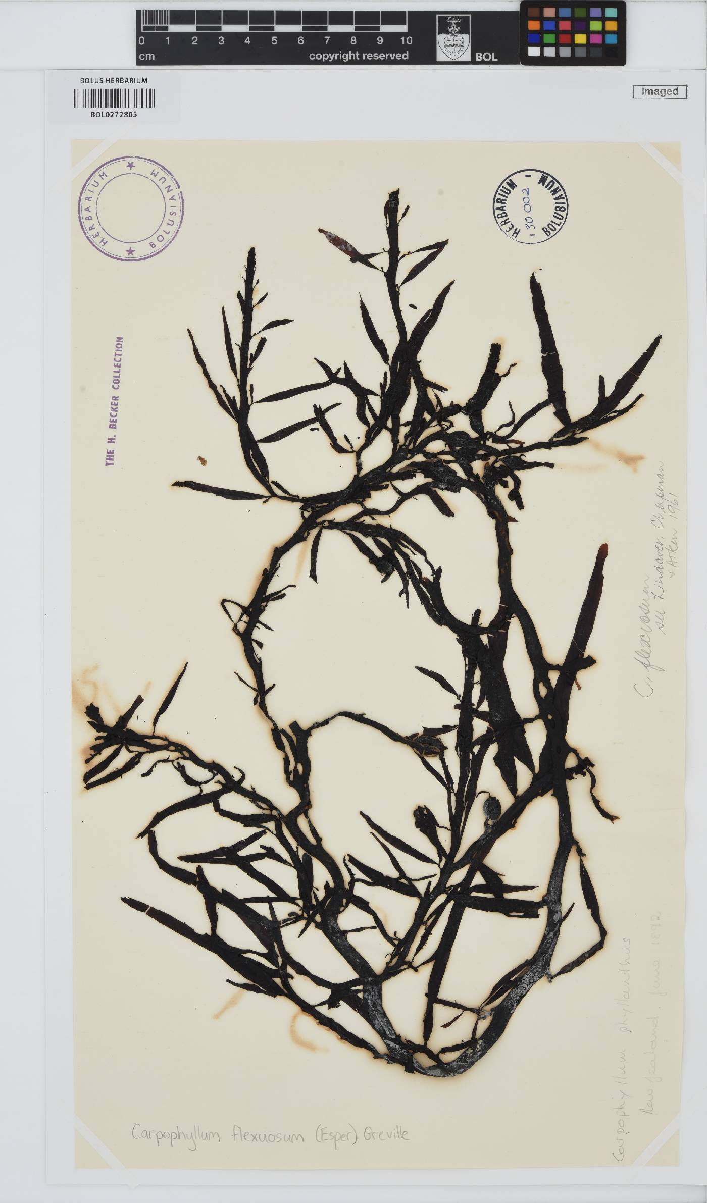 Carpophyllum flexuosum image