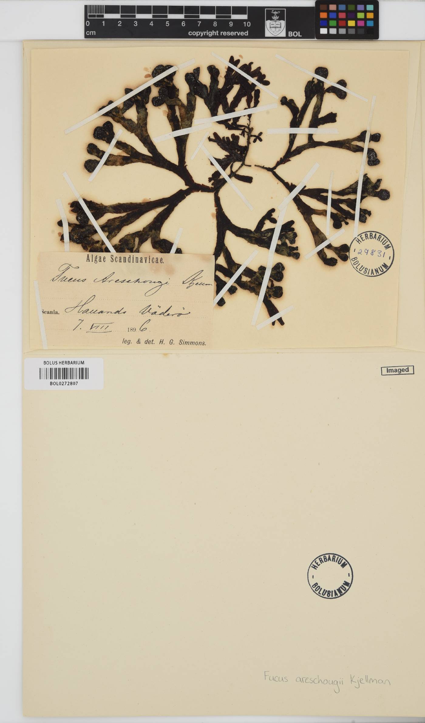 Fucus spiralis image