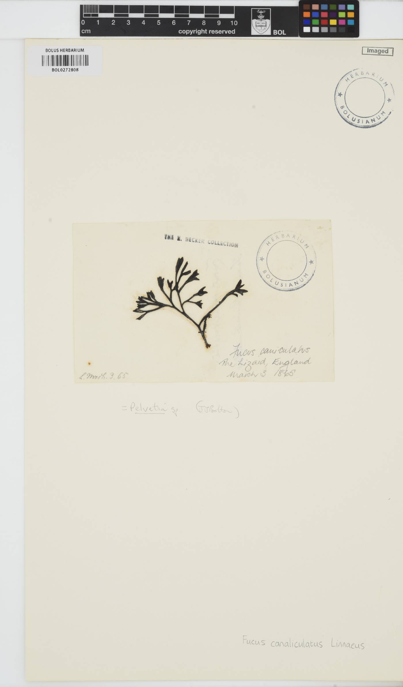 Pelvetia canaliculata image