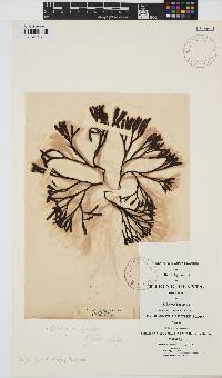 Pelvetia canaliculata image