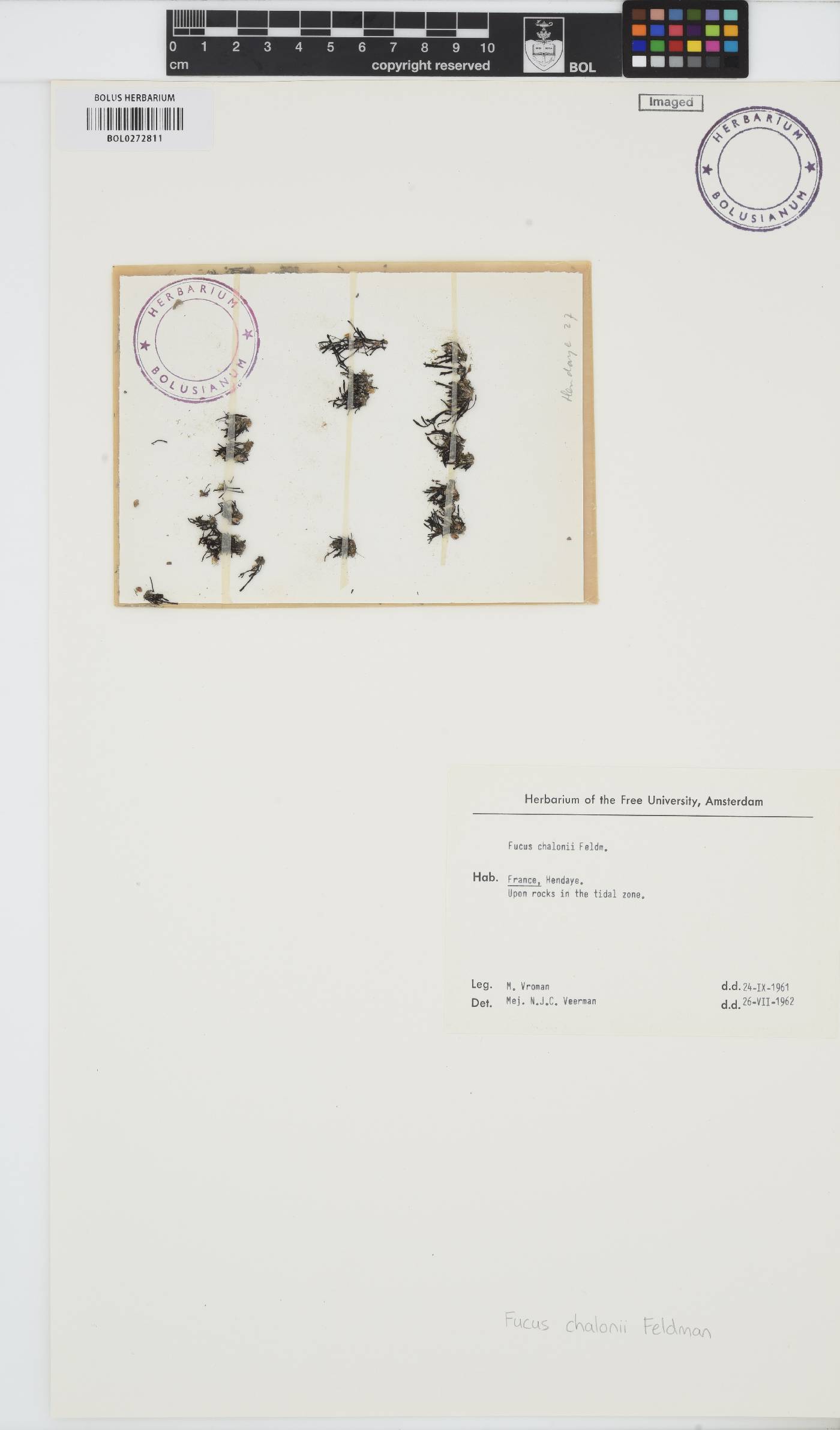 Fucus chalonii image