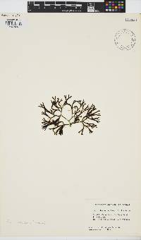 Image of Fucus distichus