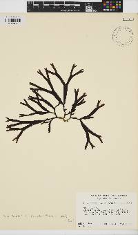 Fucus distichus image
