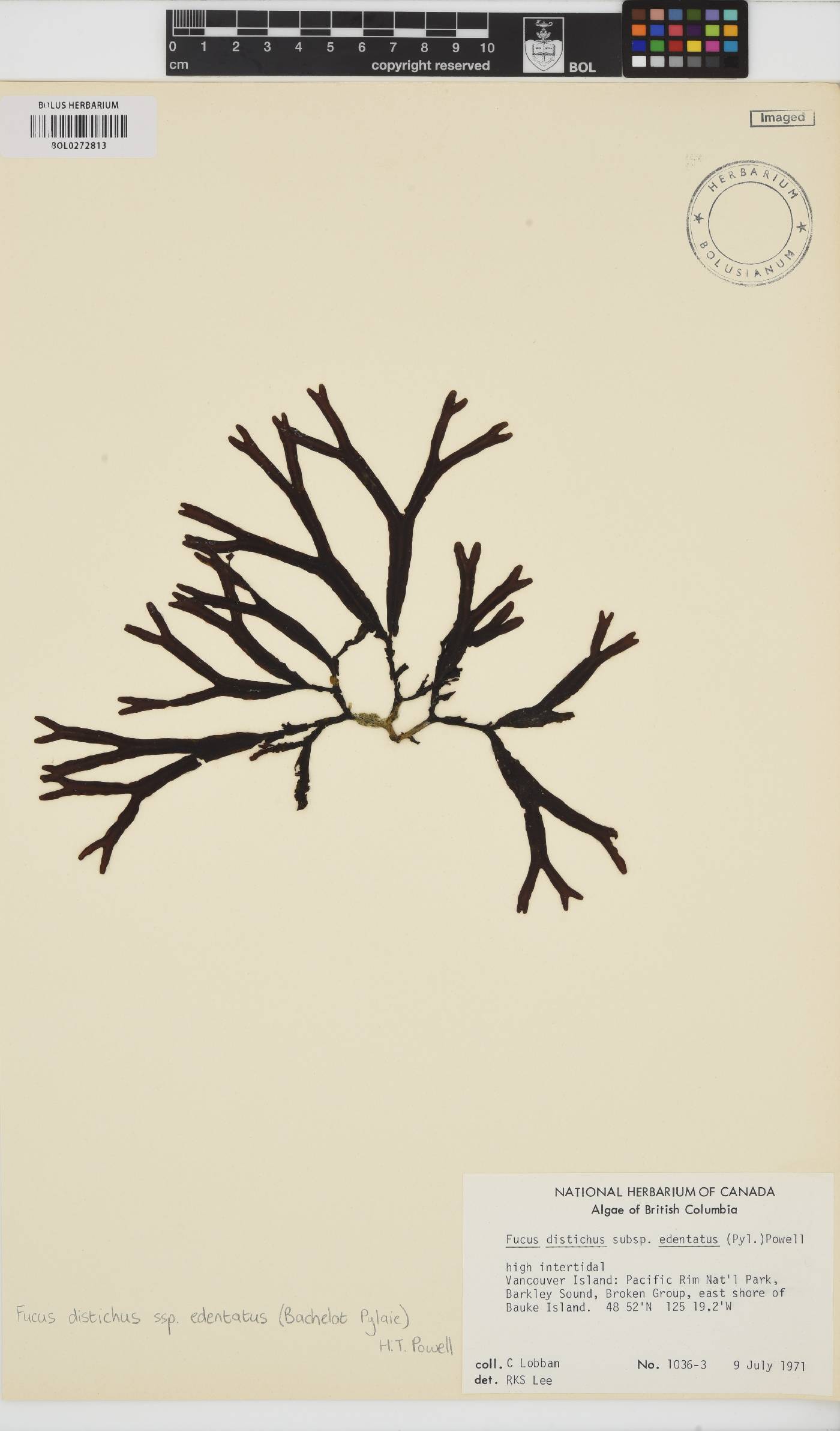 Fucus distichus subsp. edentatus image