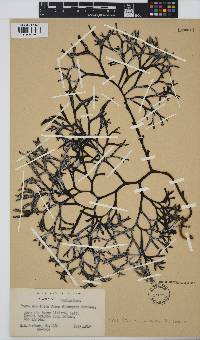 Fucus distichus image