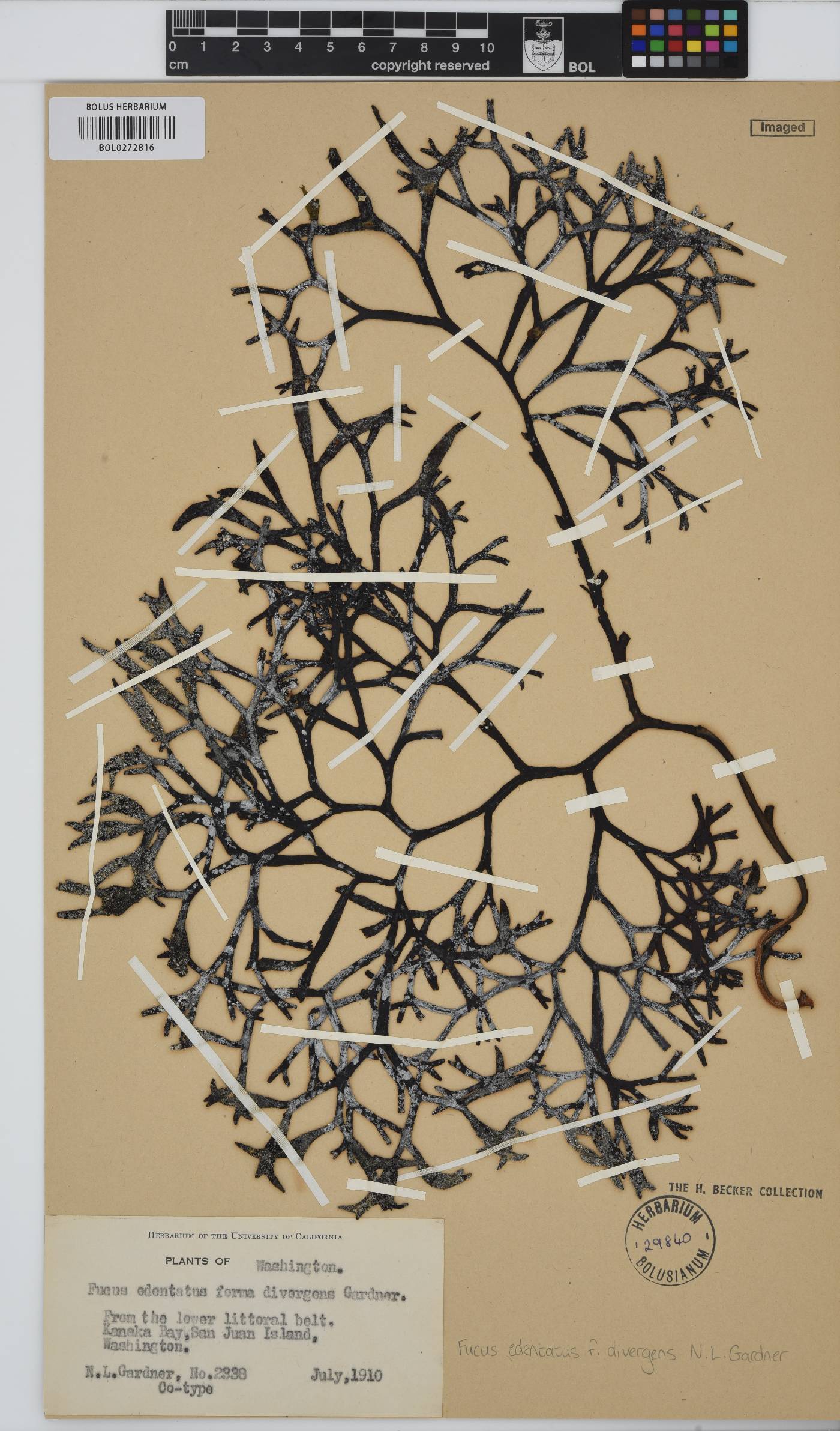 Fucus distichus image