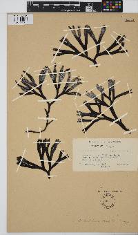 Fucus distichus image