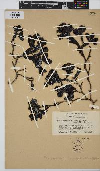 Fucus distichus image