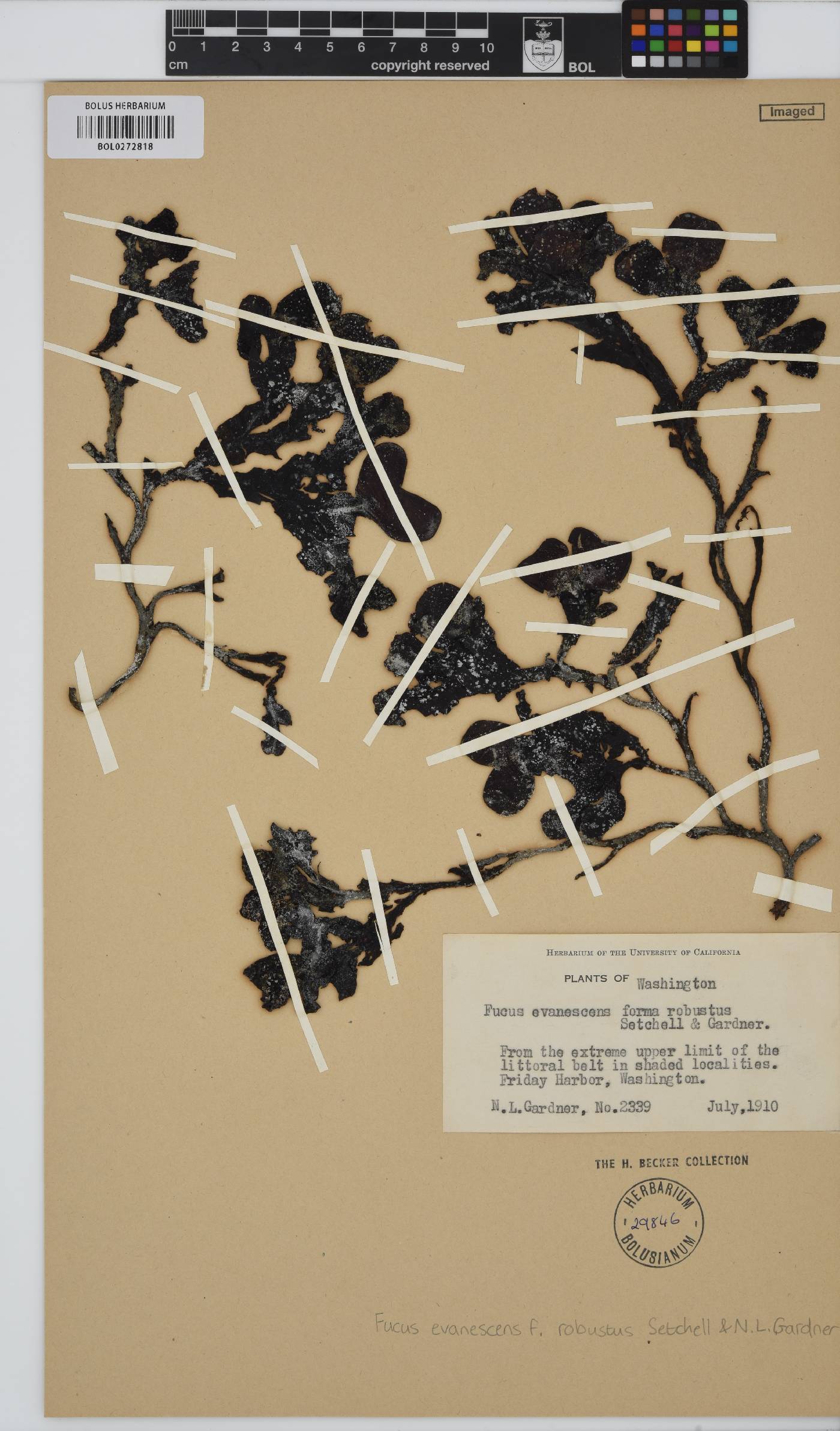 Fucus distichus image