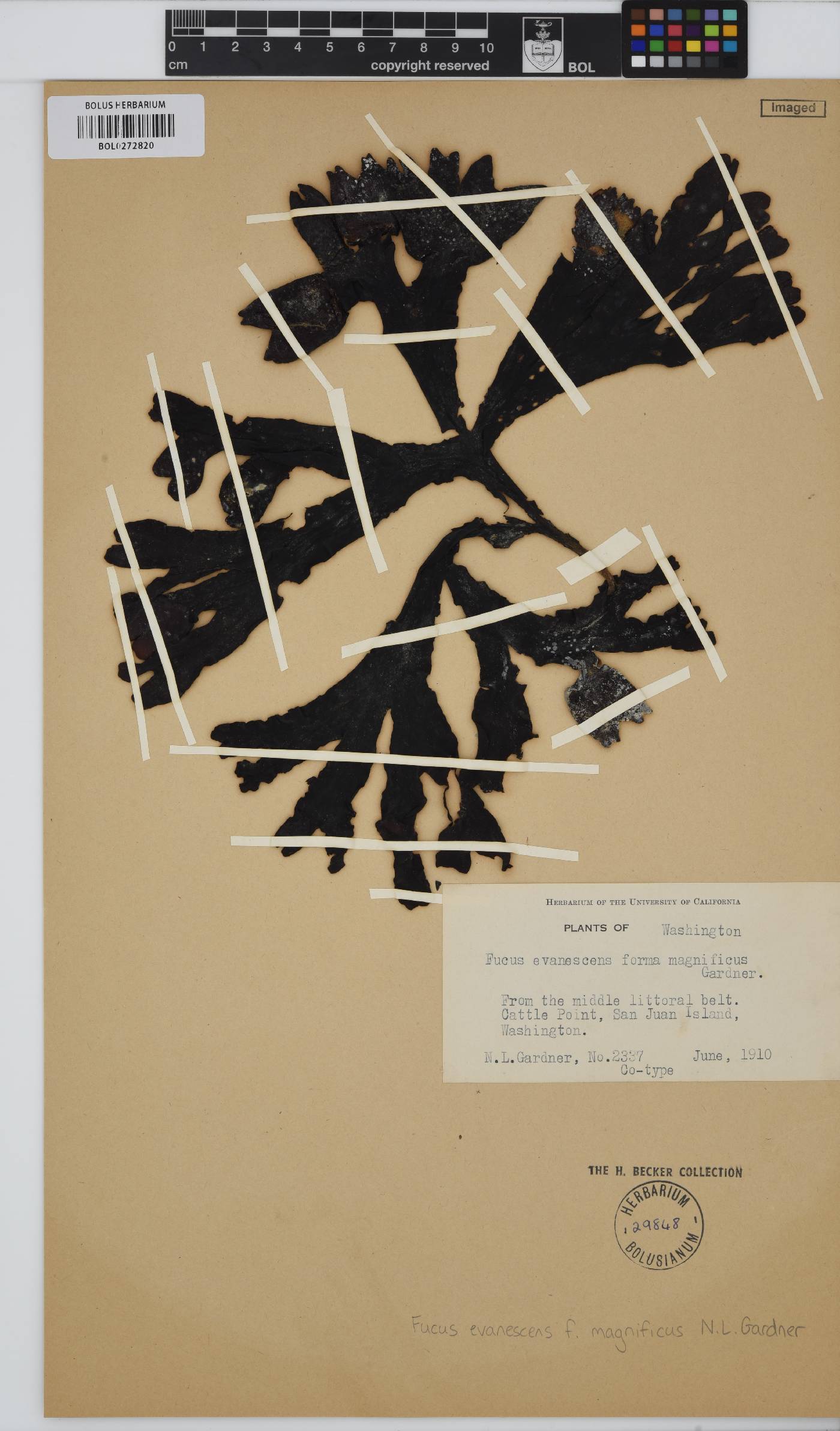 Fucus distichus image
