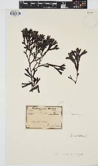 Fucus distichus image