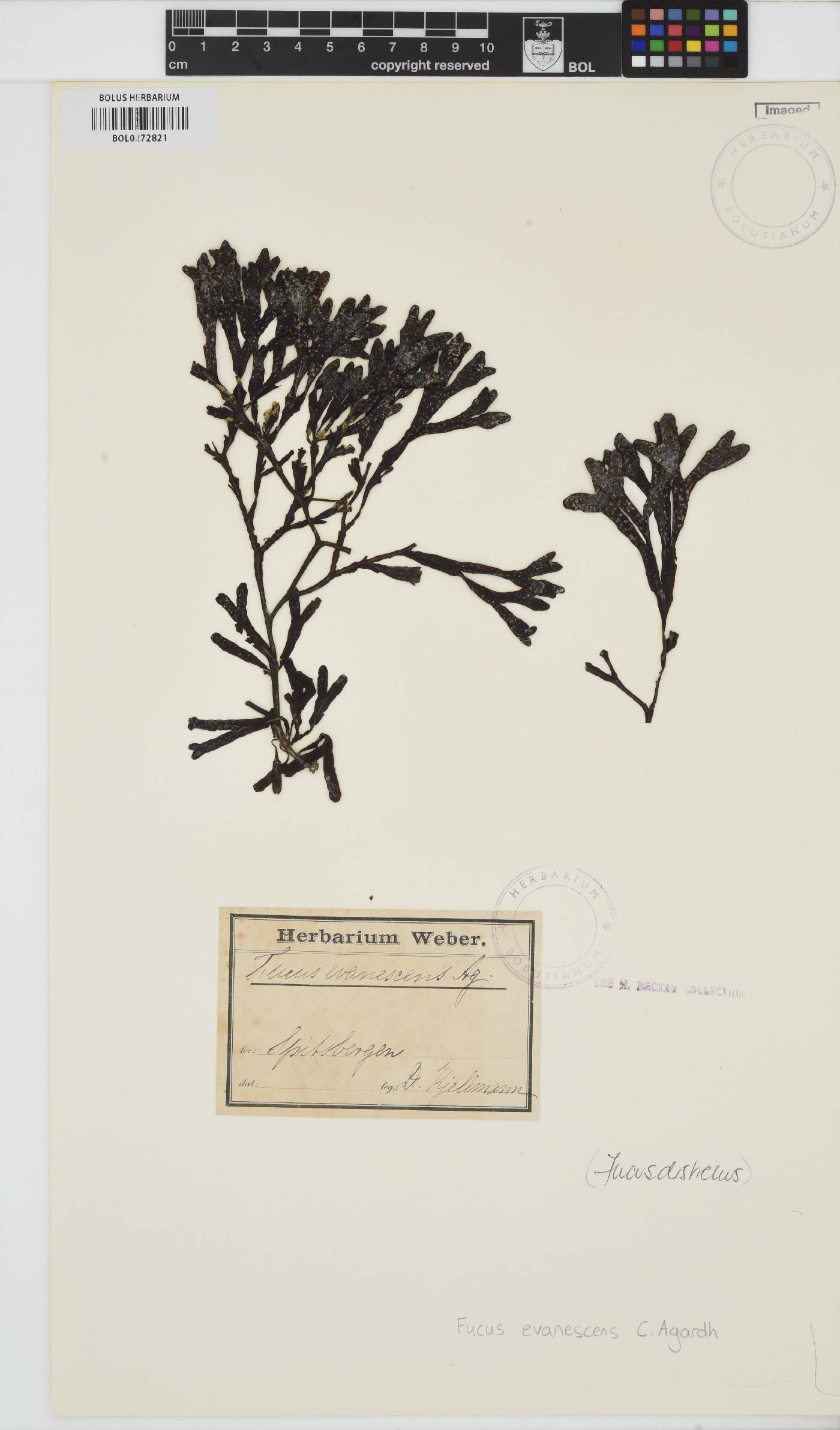 Fucus distichus subsp. evanescens image