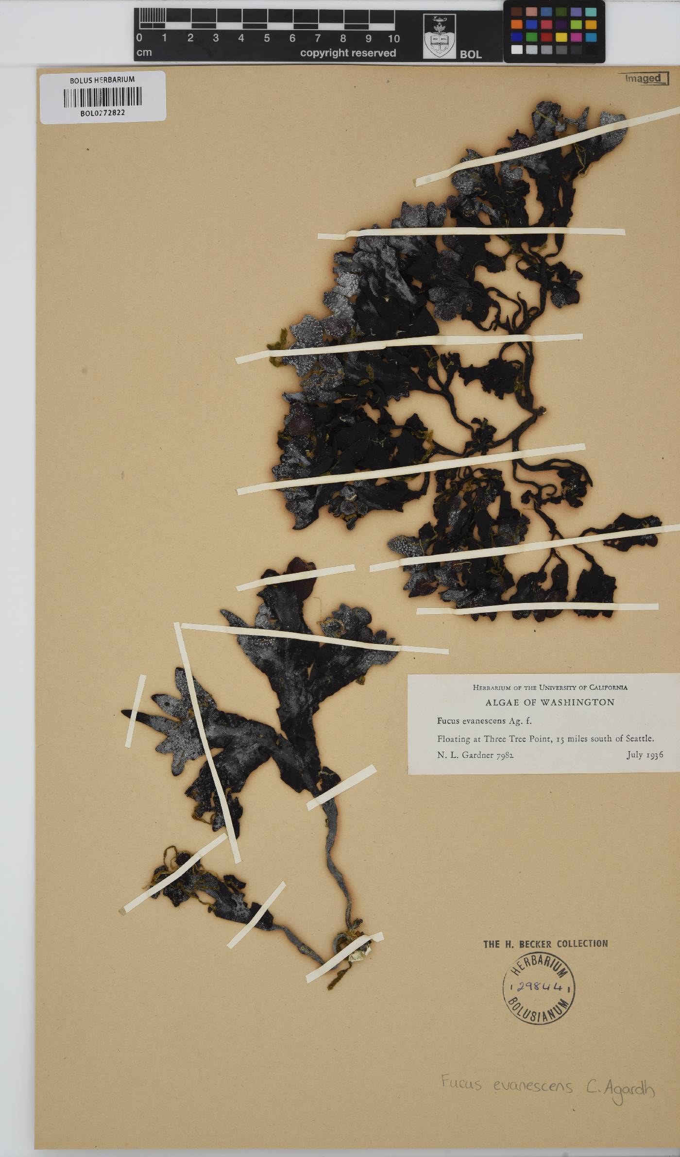 Fucus distichus subsp. evanescens image