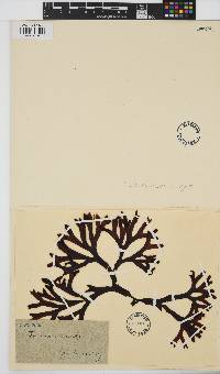 Fucus distichus image