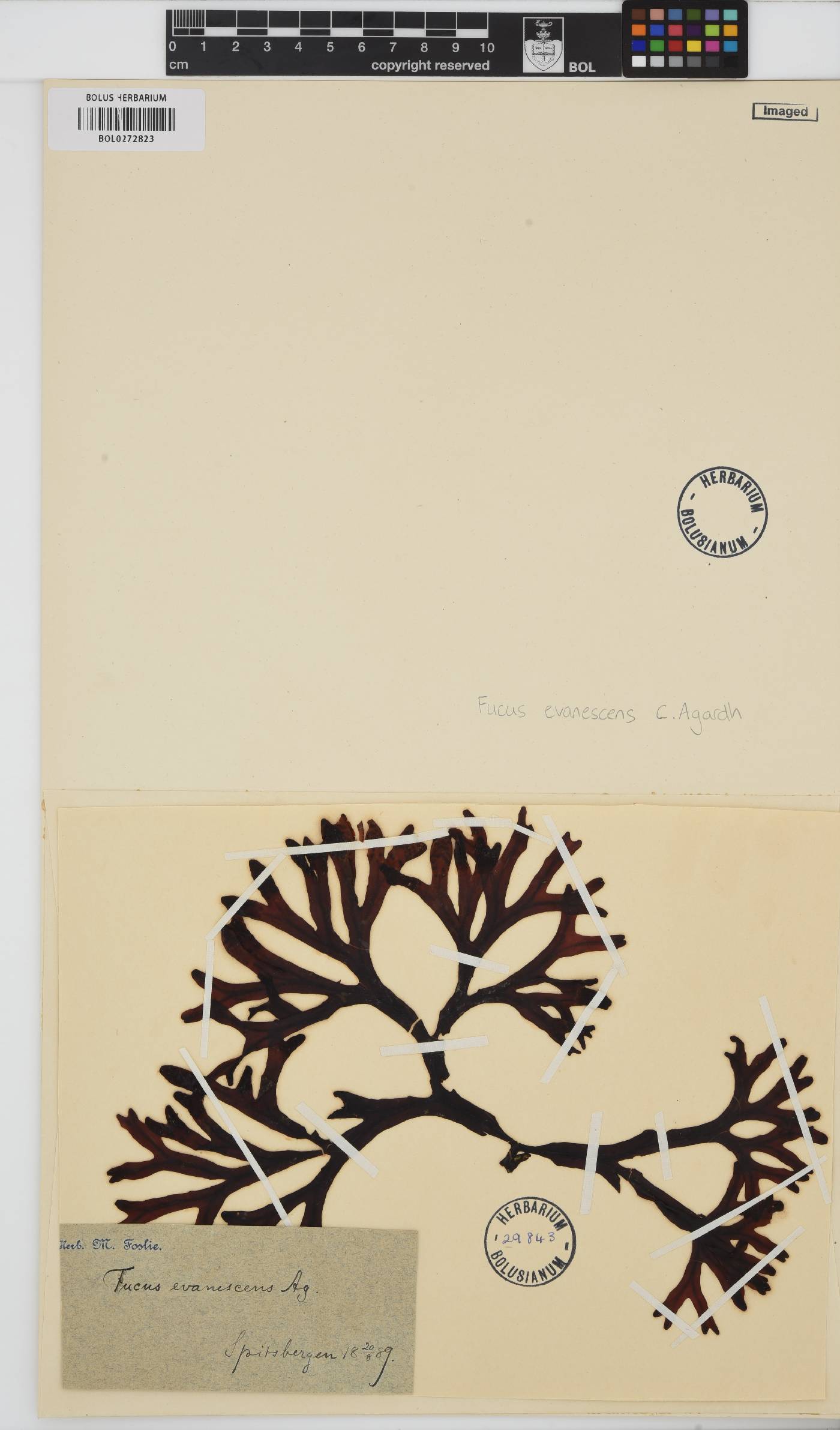 Fucus image