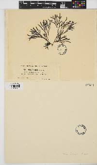 Chondrus crispus image