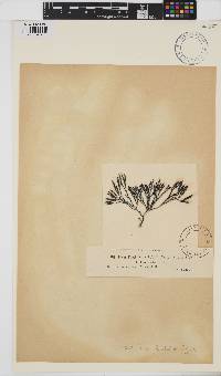 Fucus distichus image
