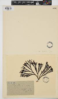 Fucus distichus image